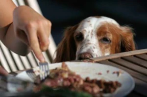 A dog begging for scraps at a table