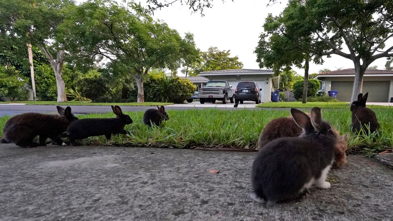 Florida Neighborhood Invaded by Bunnies WBOB