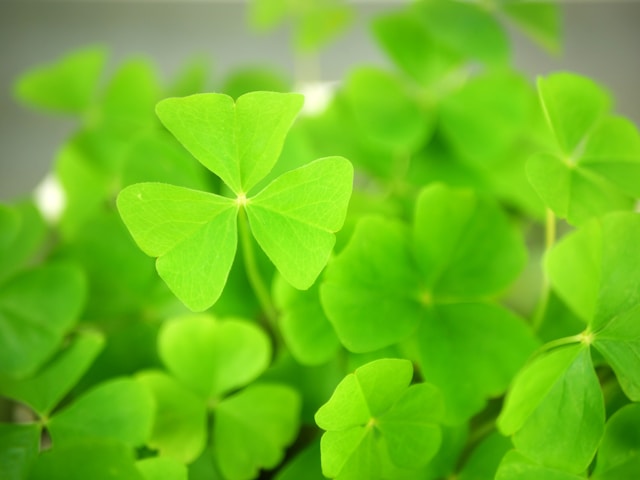 A Shamrock