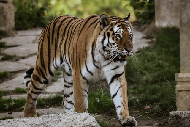 A Tiger walking around