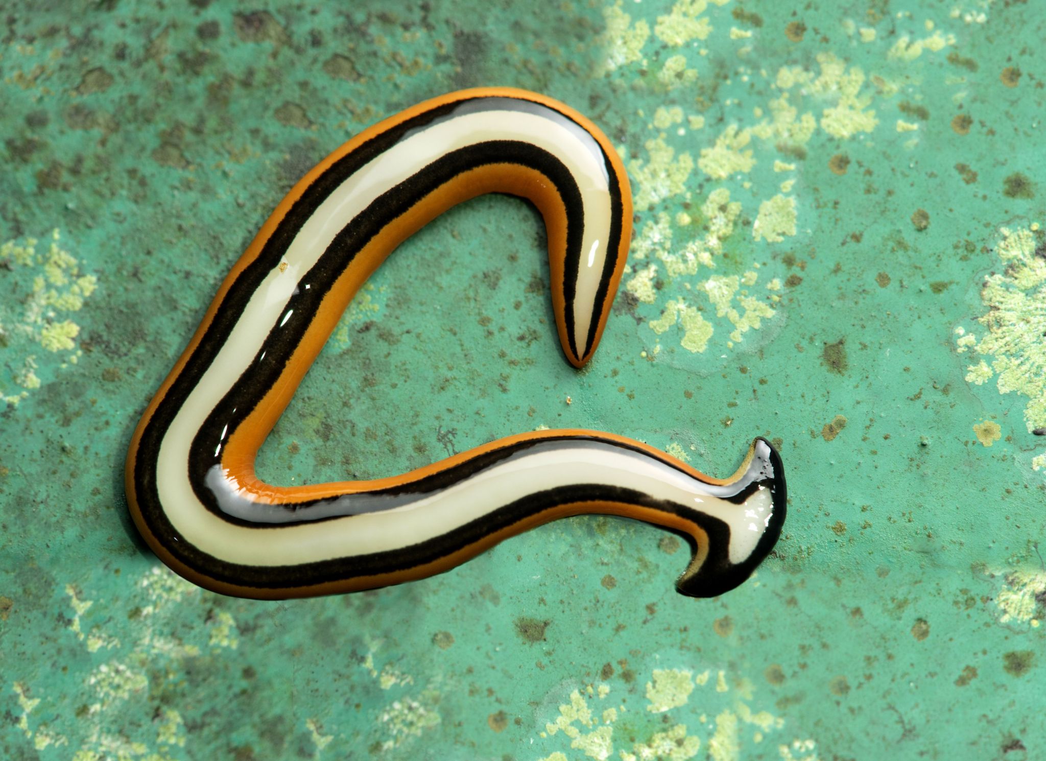 Toxic Worms – WBOB