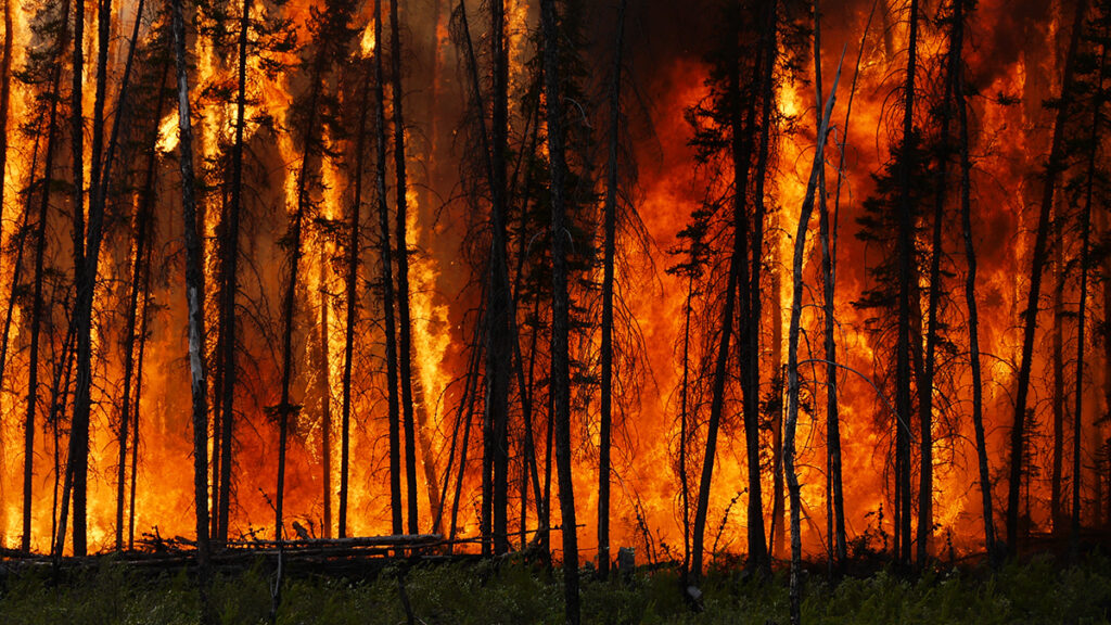 Wildfire burning through a forest with tall trees and intense flames.